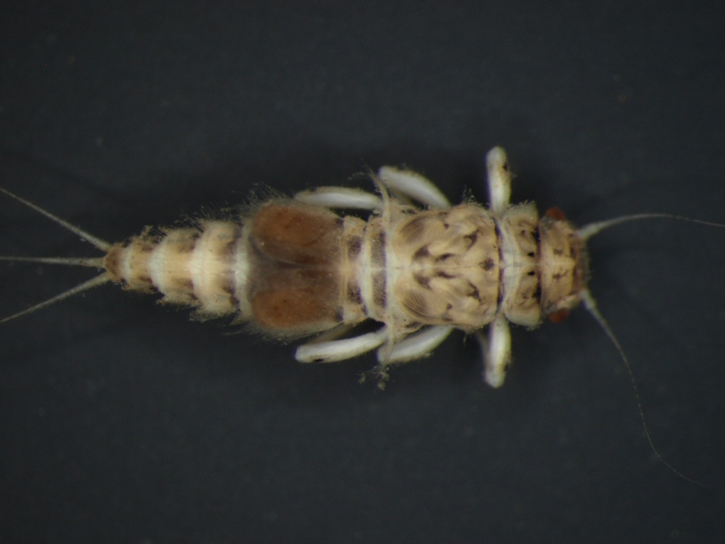 Caenis horaria